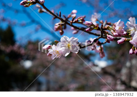 桜の花 クローズアップ 桜の花 クローズアップ 138947932
