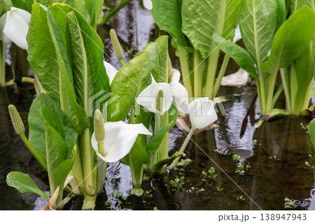 大沼公園の水芭蕉 138947943