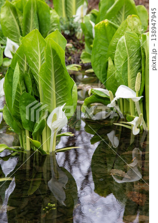 大沼公園の水芭蕉 大沼公園の水芭蕉 138947945