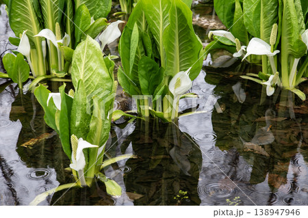大沼公園の水芭蕉 大沼公園の水芭蕉 138947946