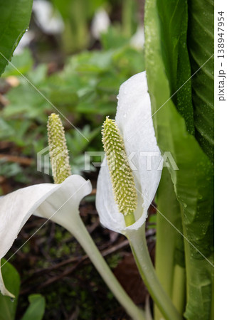 大沼公園の水芭蕉 138947954