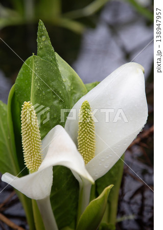 大沼公園の水芭蕉 大沼公園の水芭蕉 138947957