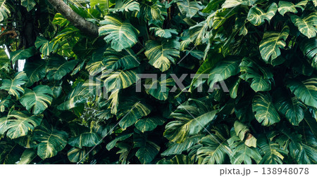 Close up background of lush green and yellow tropical foliage. 138948078