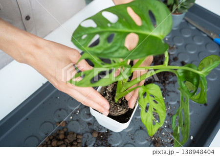 A young woman transplants a Monstera Monkey Mask into a pot at home 138948404