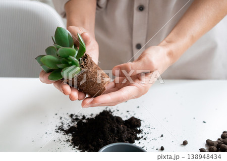 Young Woman Transplants a Crassula ovata Houseplant into a Ceramic Pot at home 138948434
