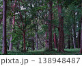 新緑に包まれた静かな森の風景 138948487