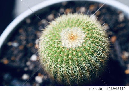 植木鉢で育つ丸っこいサボテン 植木鉢で育つ丸っこいサボテン 138948513