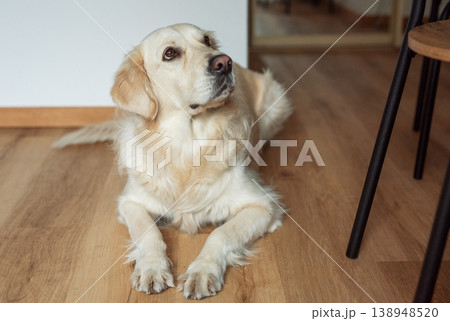 Loyal golden retriever relaxing indoors on a home floor Loyal golden retriever relaxing indoors on a home floor 138948520