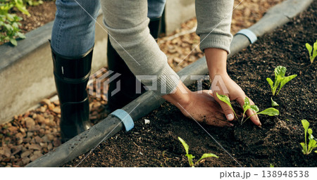 Farmer hands, gardening and plants in soil for agriculture, sustainability and eco friendly farming of vegetables. Person with sprout, green growth and fertilizer or compost for growth or development Farmer hands, gardening and plants in soil for agriculture, sustainability and eco friendly farming of vegetables. Person with sprout, green growth and fertilizer or compost for growth or development 138948538