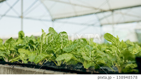 Greenhouse, agro farming and plants with growth, quality in nature and food production supply chain. Sustainable business, agriculture and vegetable development with leaves, herbs or seeds for market Greenhouse, agro farming and plants with growth, quality in nature and food production supply chain. Sustainable business, agriculture and vegetable development with leaves, herbs or seeds for market 138948578