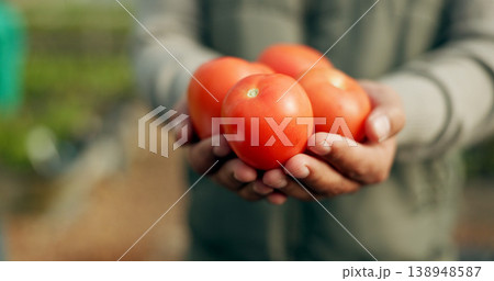Closeup, hand and tomato for harvest in farming for agro, agribusiness or sustainable development in future growth. Person, eco friendly or plant for fresh, organic or produce for nutrition in health 138948587
