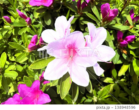 春に満開の美しいツツジの花101 138948596