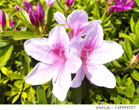 春に満開の美しいツツジの花102 春に満開の美しいツツジの花102 138948597