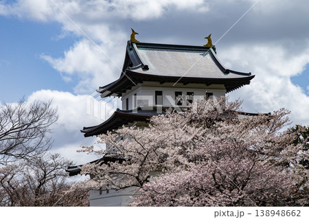 松前公園の桜 松前公園の桜 138948662