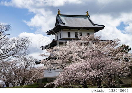 松前公園の桜 松前公園の桜 138948663