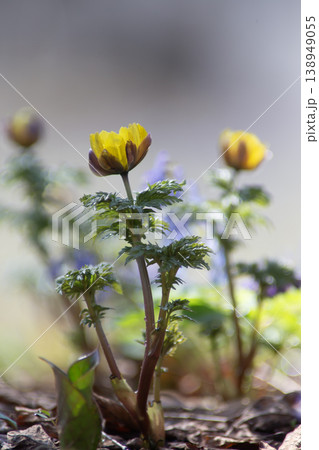 山野草の森 山野草の森 138949055