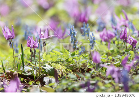 山野草の森 山野草の森 138949070