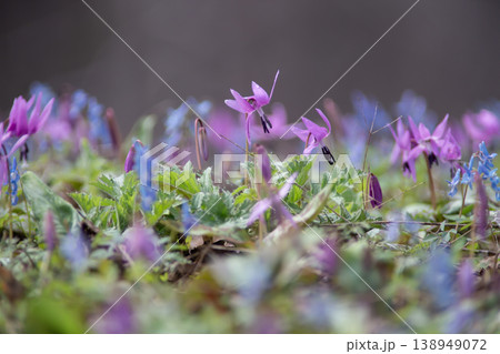 山野草の森 山野草の森 138949072