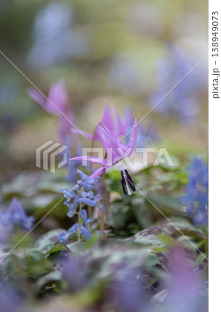 山野草の森 山野草の森 138949073