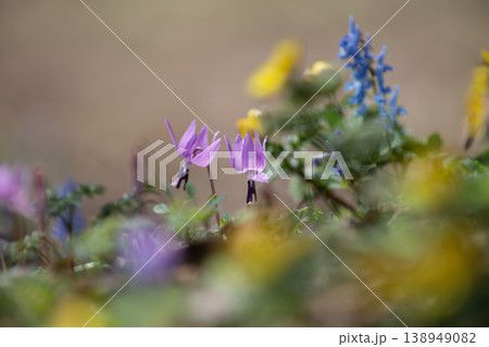山野草の森 138949082