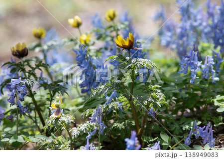 山野草の森 138949083