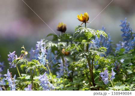 山野草の森 138949084