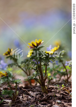山野草の森 138949089