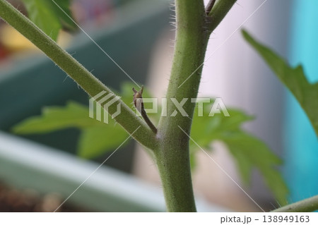 ミニトマトの脇芽が成長する接写画像 ミニトマトの脇芽が成長する接写画像 138949163