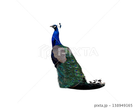 peacock isolated on a white background 138949165