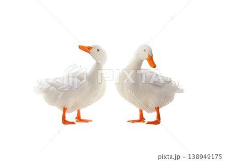 two ducks isolated on white background two ducks isolated on white background 138949175
