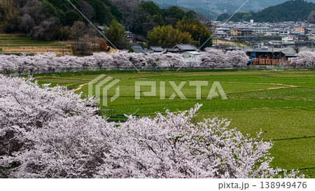 日本の春 満開の桜並木と広大な田園風景 日本の春 満開の桜並木と広大な田園風景 138949476