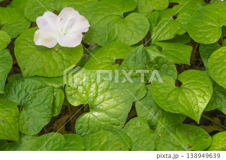 葵祭のシンボル　双葉葵 138949639