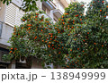 Orange trees lining narrow street with residential buildings in Barcelona Spain mediterranean urban landscape 138949999
