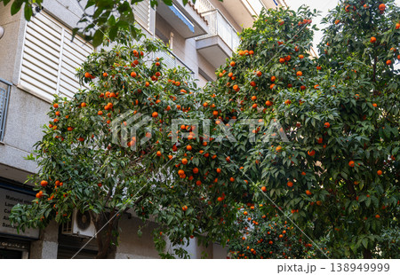 Orange trees lining narrow street with residential buildings in Barcelona Spain mediterranean urban landscape 138949999