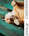 Red Kitten Cat Sleeps On A Bench In Park 138950009