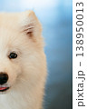 White Samoyed Dog Puppy Whelp Close Up 138950013