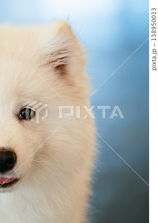 White Samoyed Dog Puppy Whelp Close Up 138950013