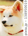 Akita Dog Akita Inu, Japanese Akita 138950019