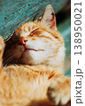 Red kitten cat sleeps on a bench in park 138950021