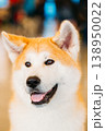Akita Dog Akita Inu, Japanese Akita Close Up Portrait 138950022