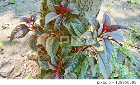Close-up view of a vibrant plant featuring reddish-purple and green leaves, thriving at the base of a tree trunk in natural sunlight. 138950399