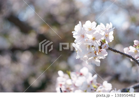 ピンクの玉ボケを背景に入れた桜 ピンクの玉ボケを背景に入れた桜 138950462