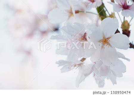 白バックに玉ボケを入れた桜の花 白バックに玉ボケを入れた桜の花 138950474