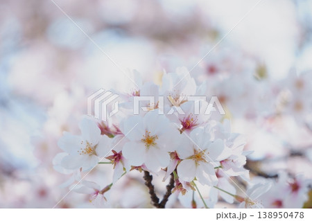 やわらかな光と桜 やわらかな光と桜 138950478