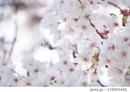 満開を迎えた桜 138950480