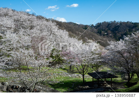 満開の桜　スナップショット　春景色 138950887
