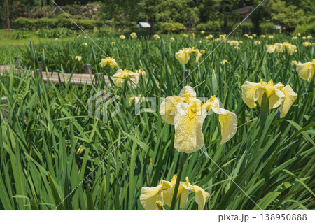 埼玉県：平成の森公園／黄色いハナショウブが咲く風景／川島町 138950888