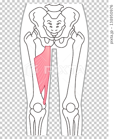 Adductor magnus muscle; adductor muscles; thigh muscles 138950976
