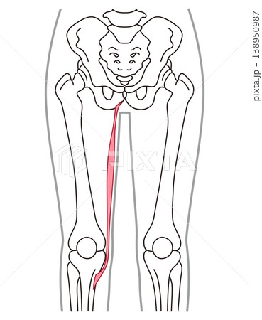 薄筋　内転筋群の筋肉　太ももの筋肉 138950987