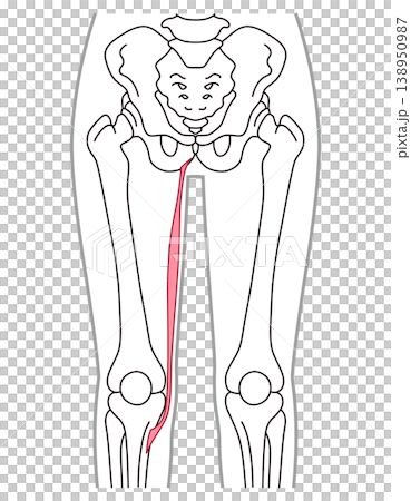 薄筋　内転筋群の筋肉　太ももの筋肉 138950987